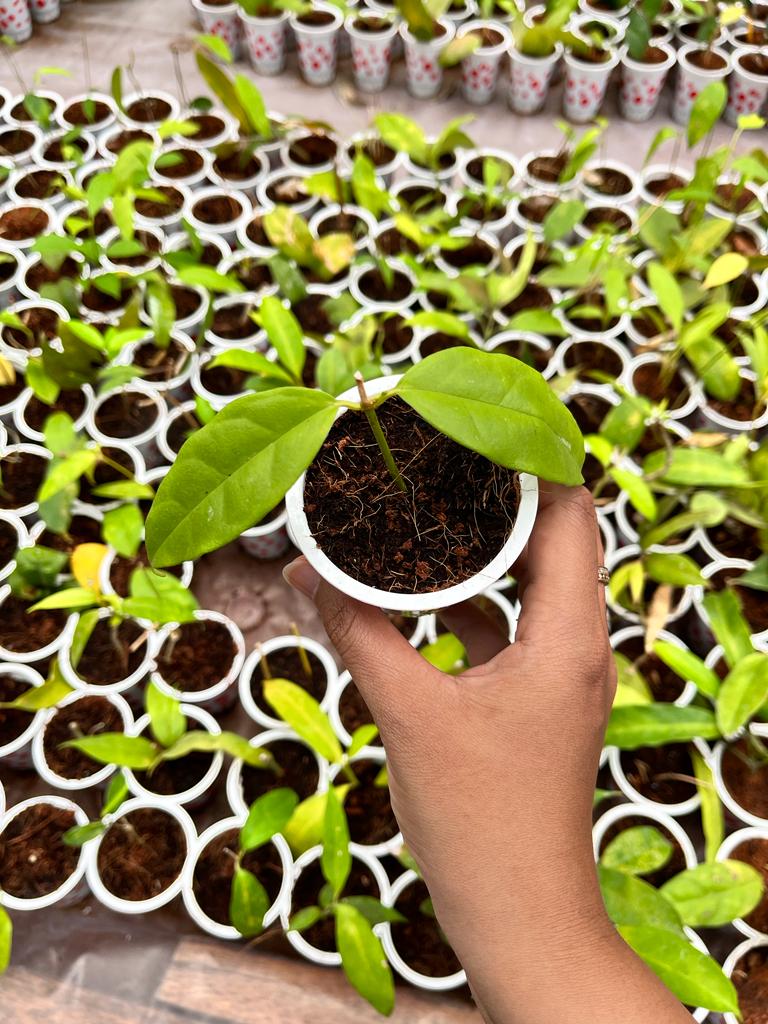 Hoya Occultata 2-4 Leaves