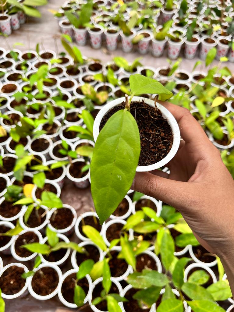 Hoya Occultata 2-4 Leaves
