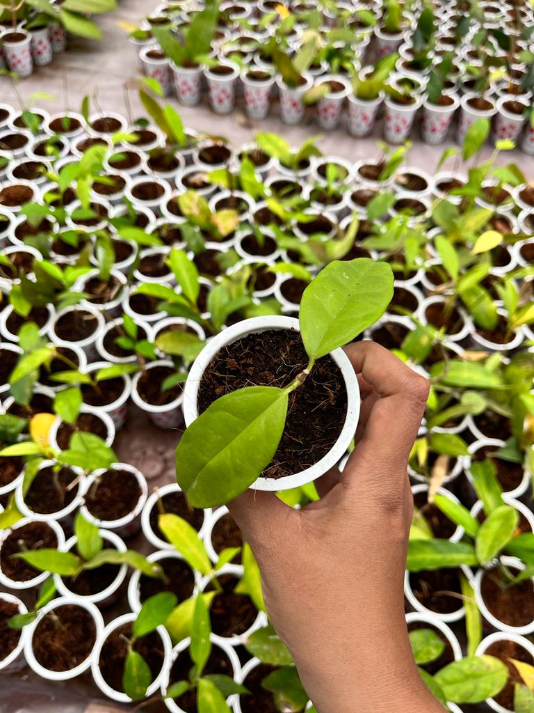 Hoya Occultata 2-4 Leaves