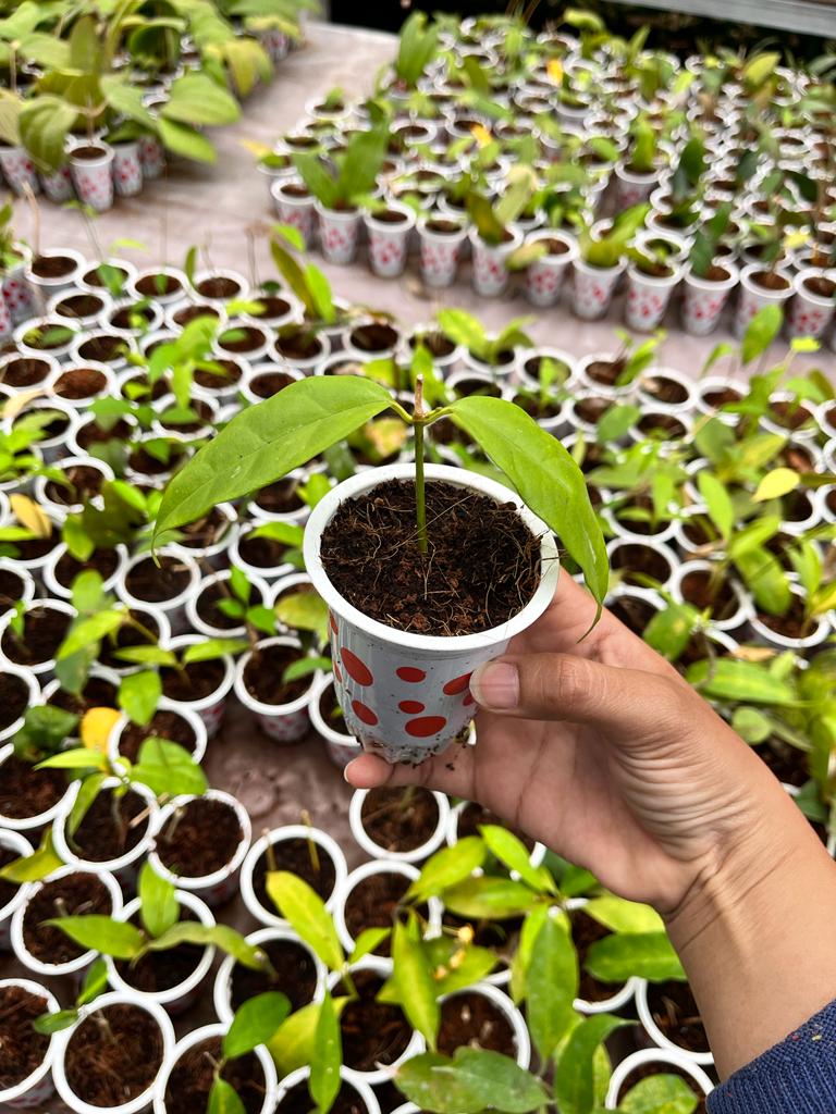 Hoya Occultata 2-4 Leaves