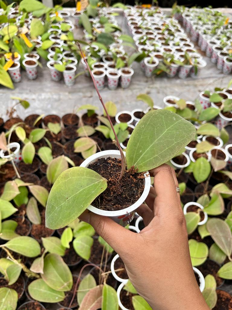 Hoya Paulshirley 2-4 Leaves