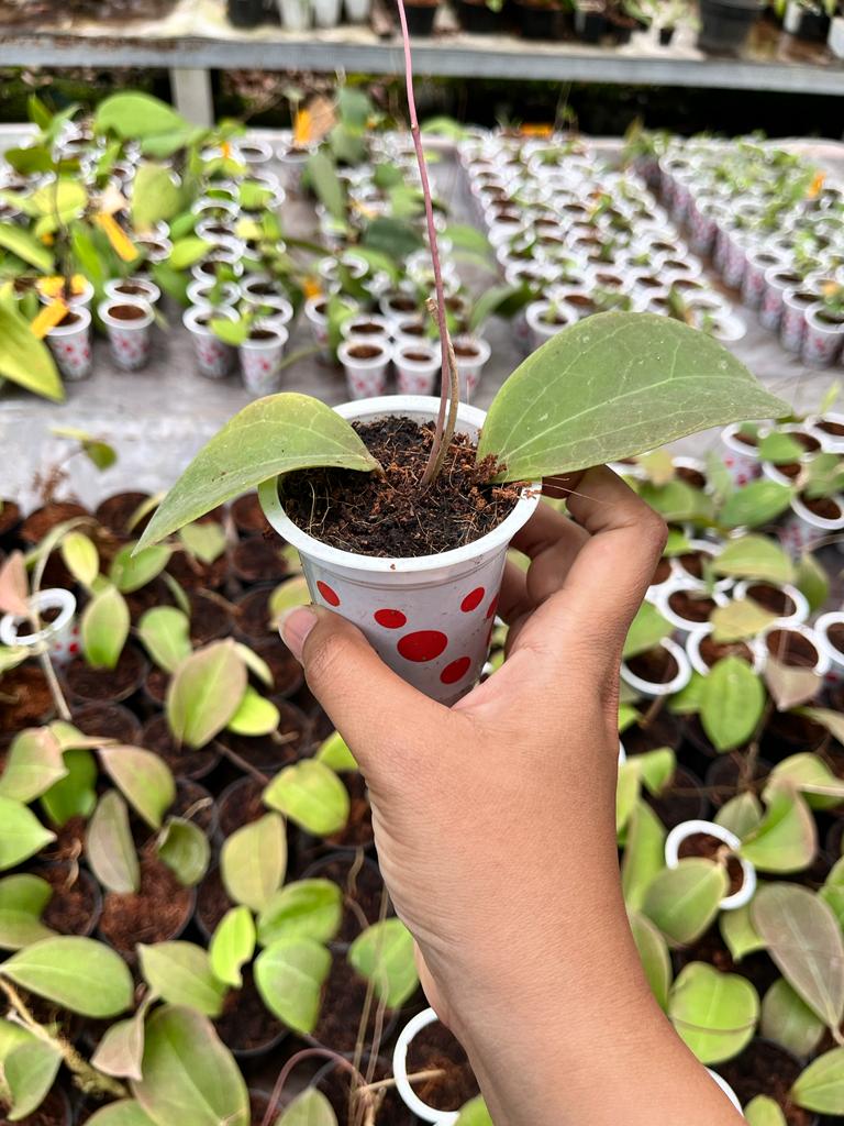 Hoya Paulshirley 2-4 Leaves