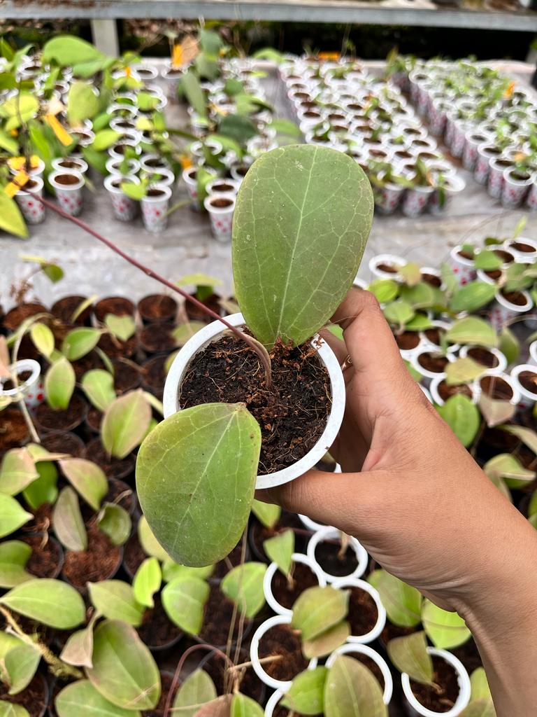 Hoya Paulshirley 2-4 Leaves