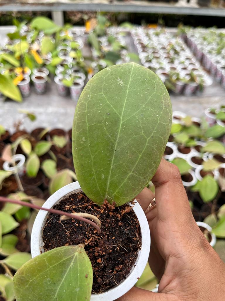 Hoya Paulshirley 2-4 Leaves