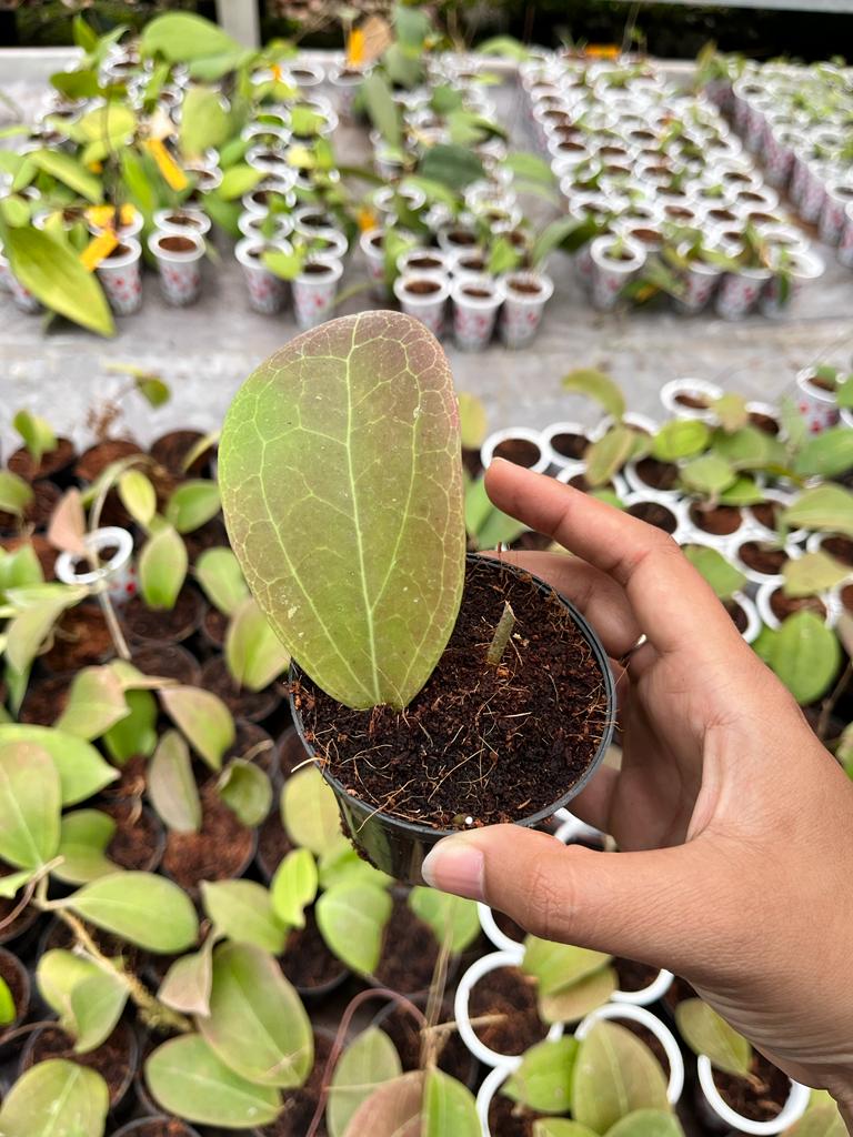 Hoya Paulshirley 2-4 Leaves