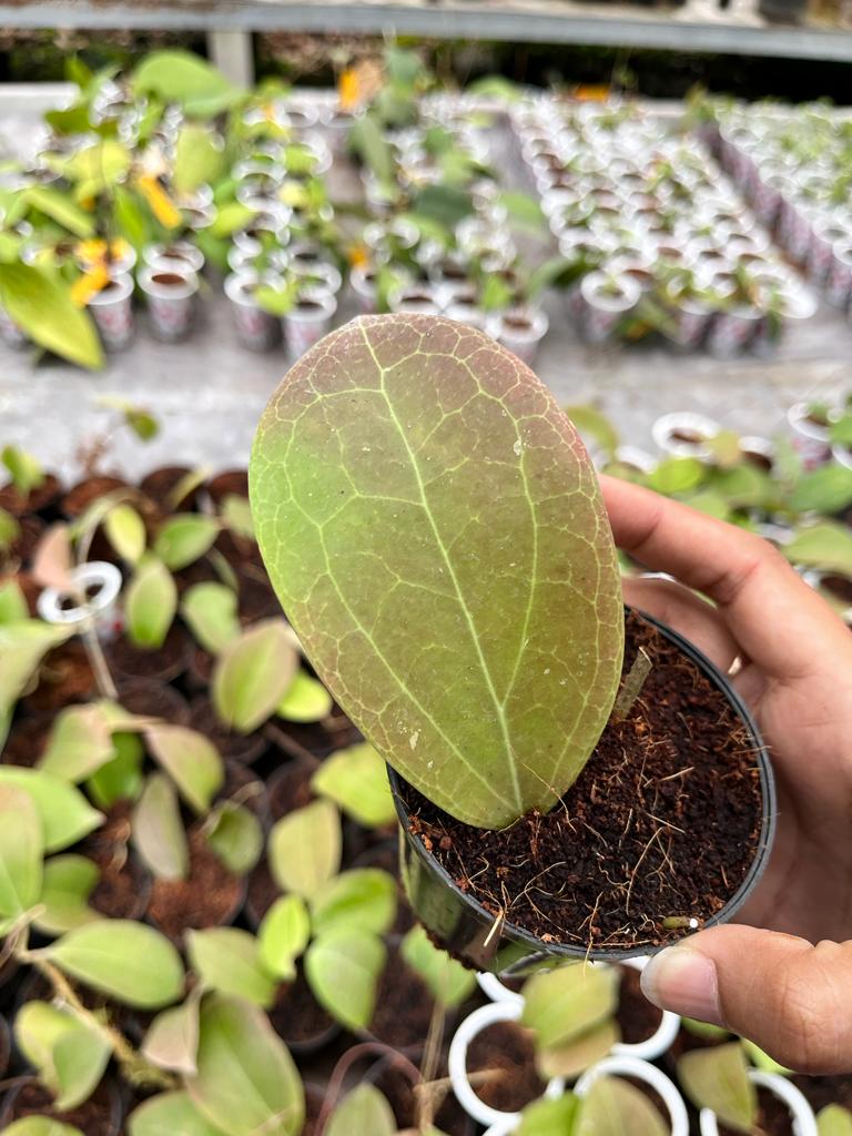 Hoya Paulshirley 2-4 Leaves