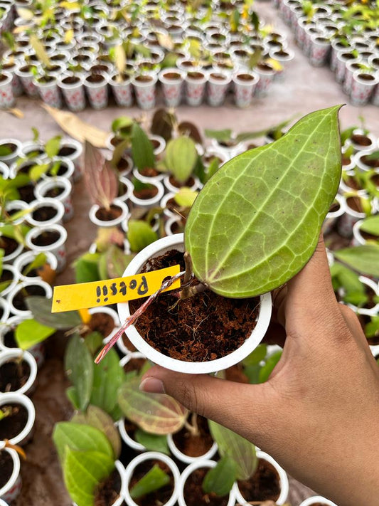 Hoya Potsii 2-4 Leaves