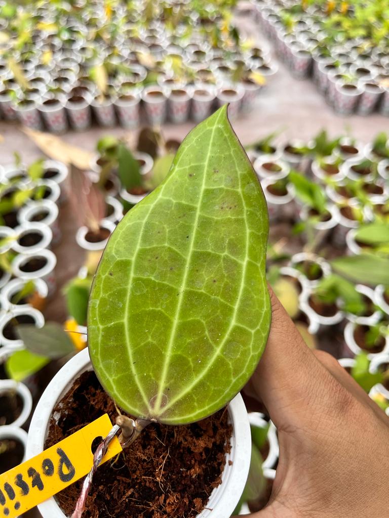 Hoya Potsii 2-4 Leaves