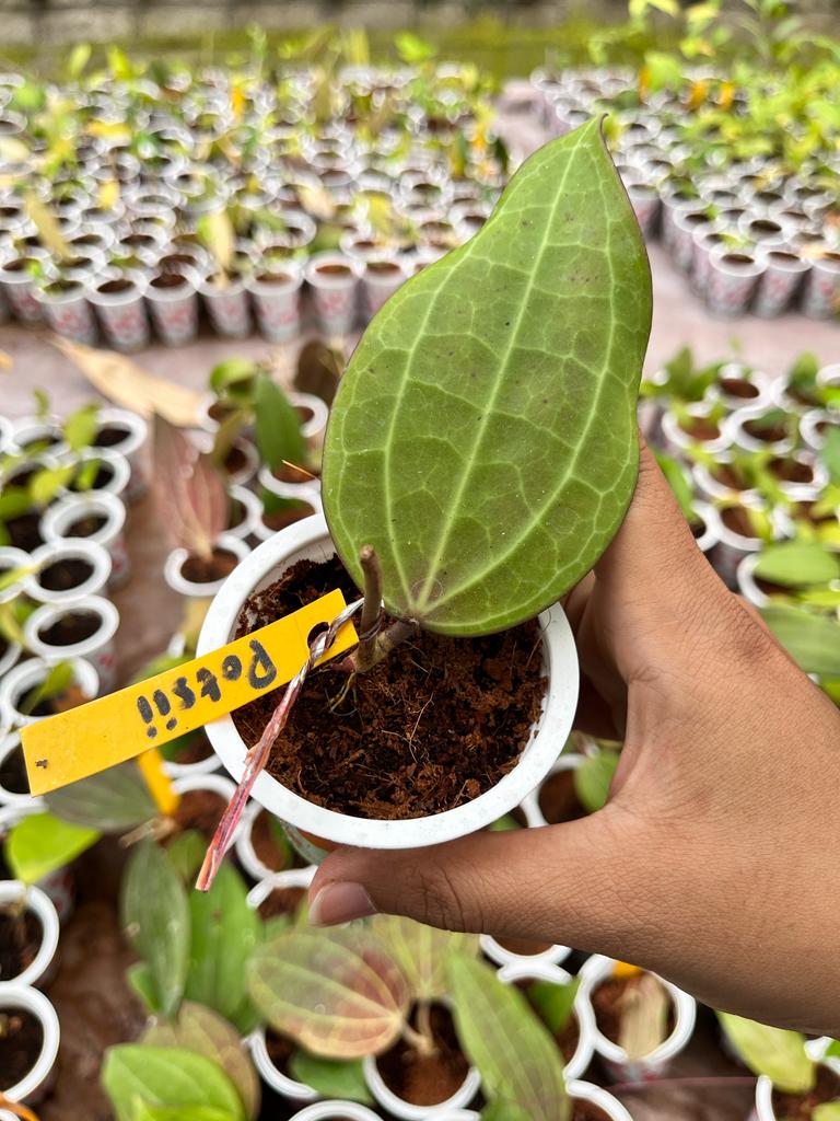Hoya Potsii 2-4 Leaves