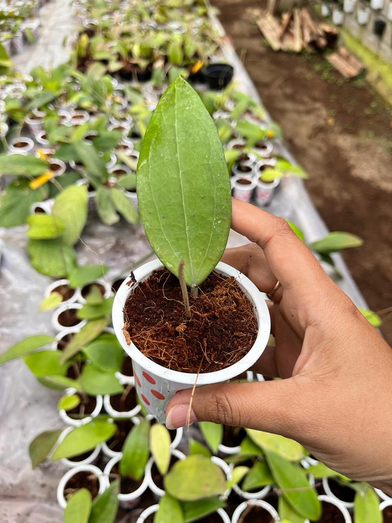 Hoya Purpureofusca 2-3 Leaves