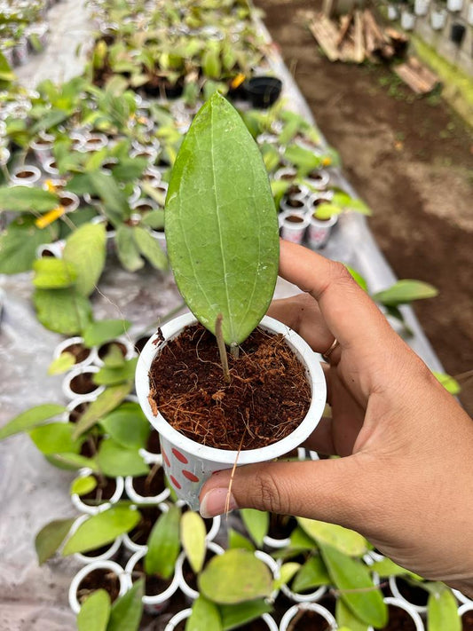 Hoya Purpureofusca 2-3 Leaves