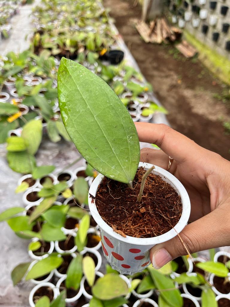 Hoya Purpureofusca 2-3 Leaves