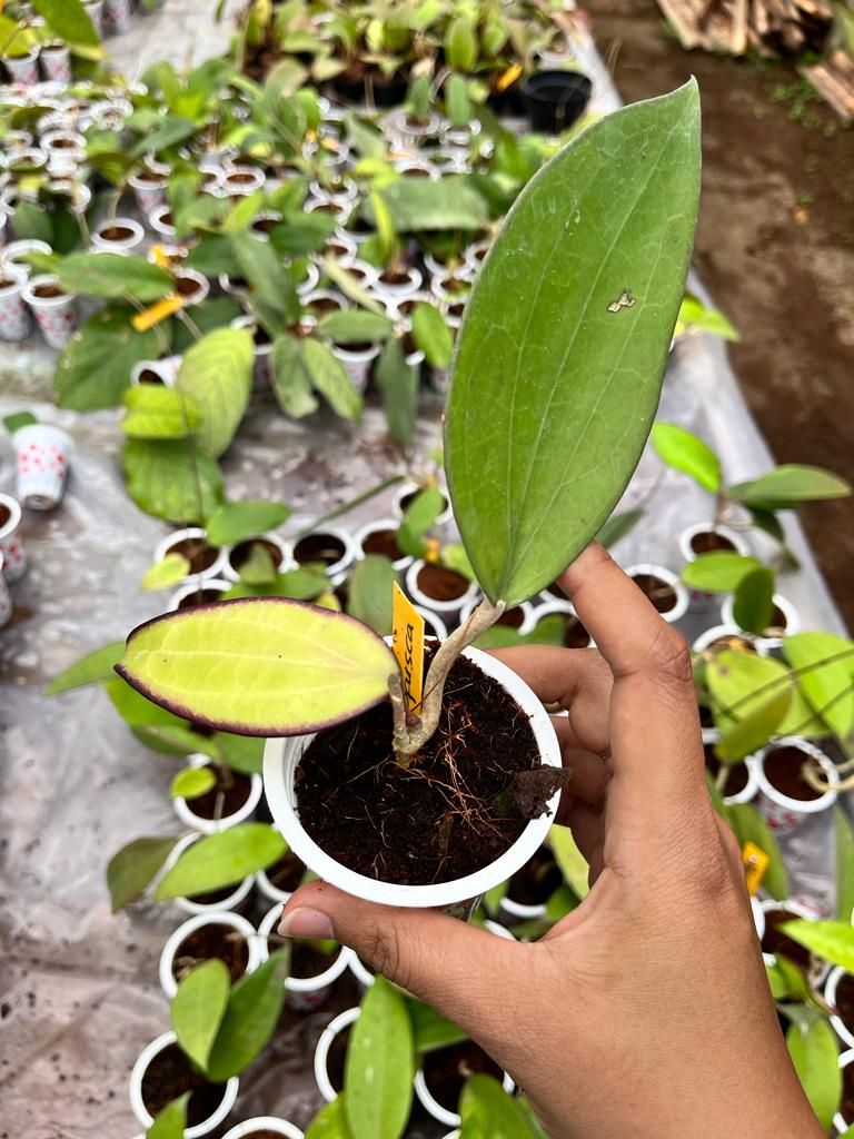 Hoya Purpureofusca 2-3 Leaves