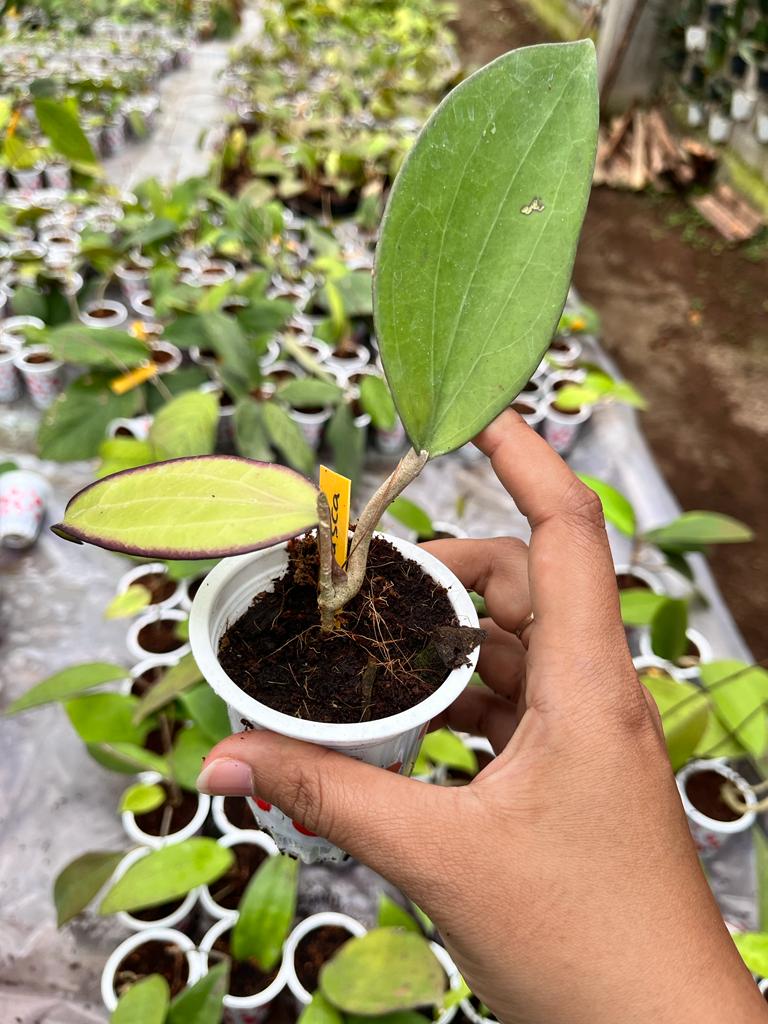 Hoya Purpureofusca 2-3 Leaves