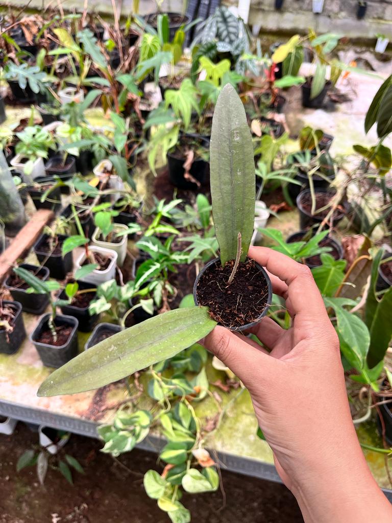 Hoya Rindu Raflesia 2-4 Leaves