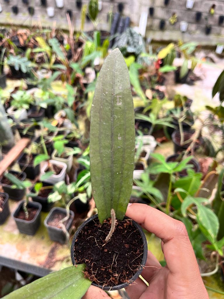 Hoya Rindu Raflesia 2-4 Leaves