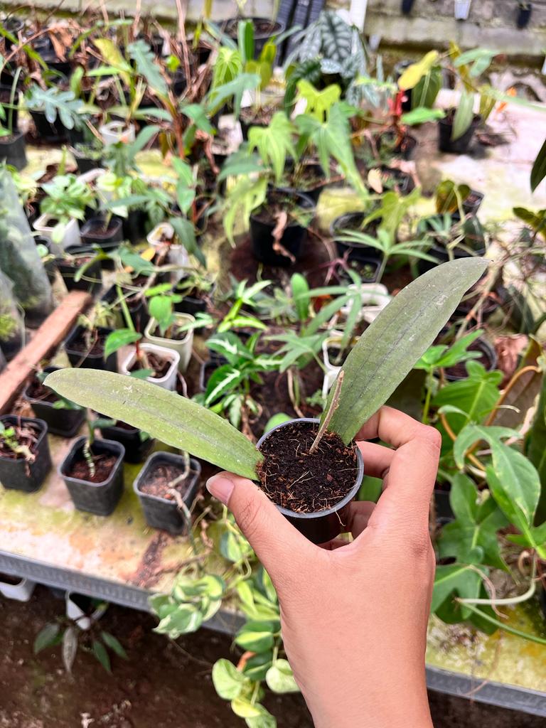 Hoya Rindu Raflesia 2-4 Leaves