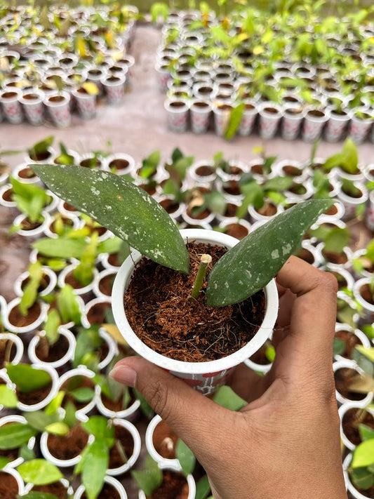 Hoya Rundumensis 2-4 Leaves