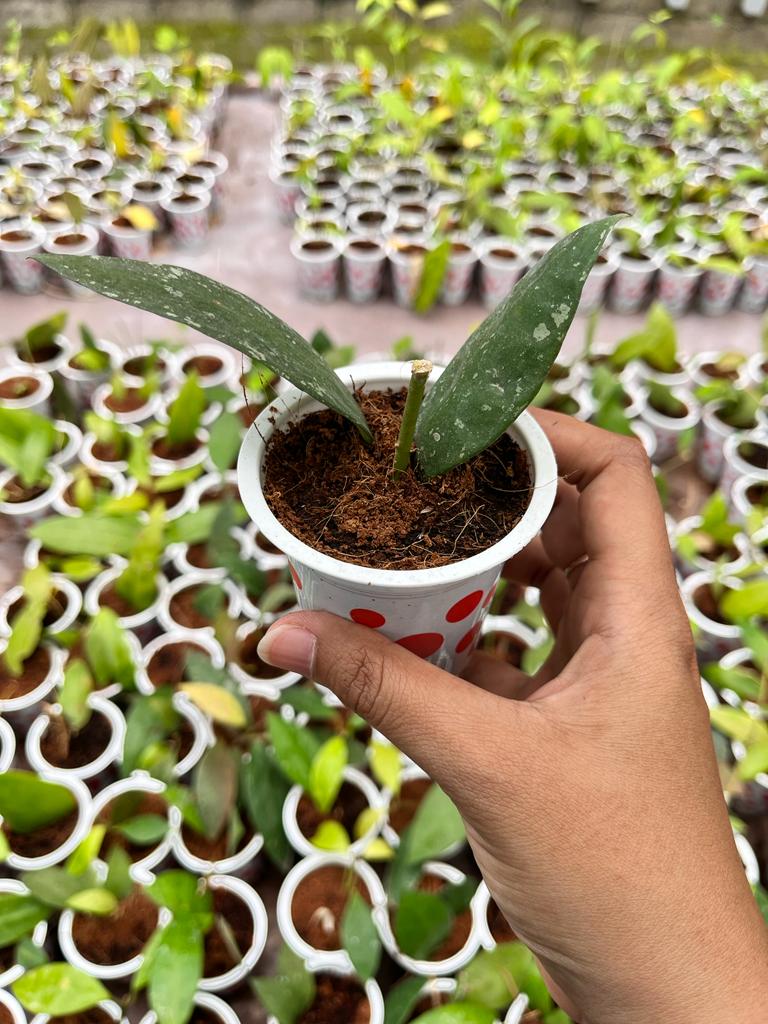 Hoya Rundumensis 2-4 Leaves