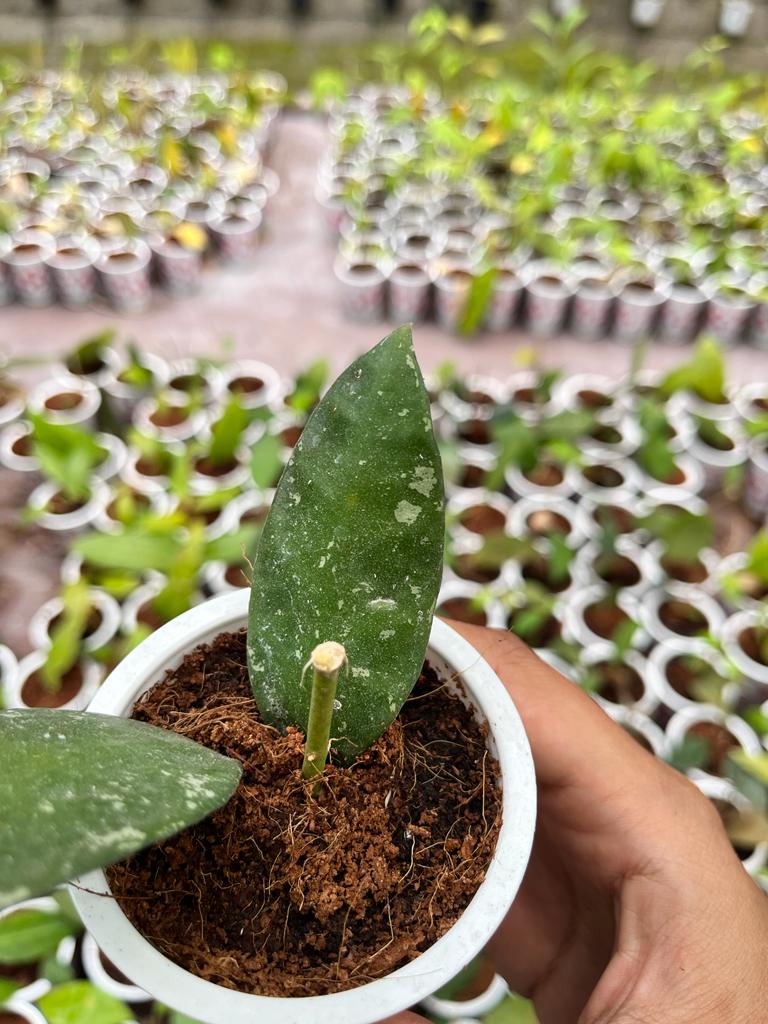 Hoya Rundumensis 2-4 Leaves