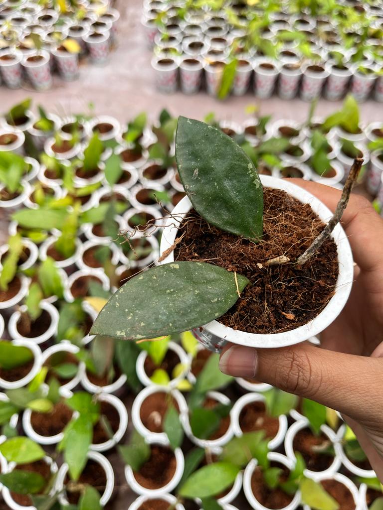 Hoya Rundumensis 2-4 Leaves