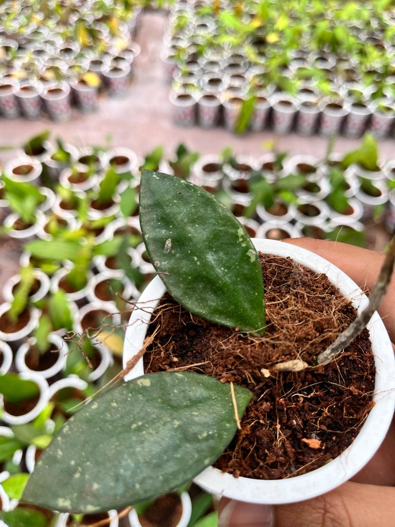 Hoya Rundumensis 2-4 Leaves