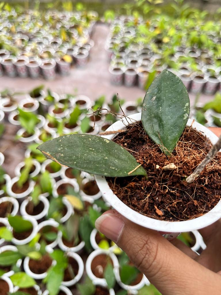 Hoya Rundumensis 2-4 Leaves