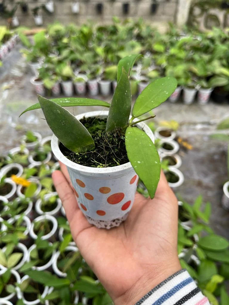 Hoya Schortechinii Whole Plant