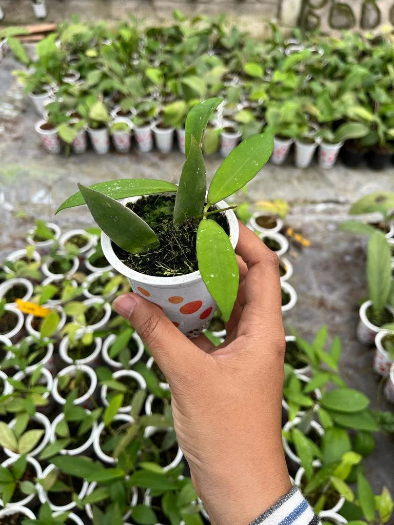 Hoya Schortechinii Whole Plant