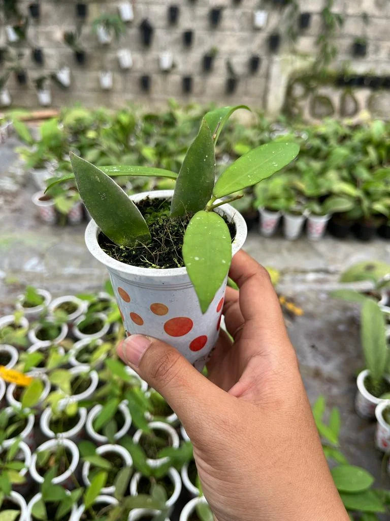 Hoya Schortechinii Whole Plant