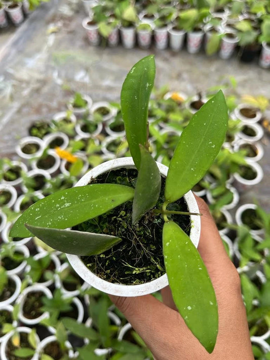 Hoya Schortechinii Whole Plant