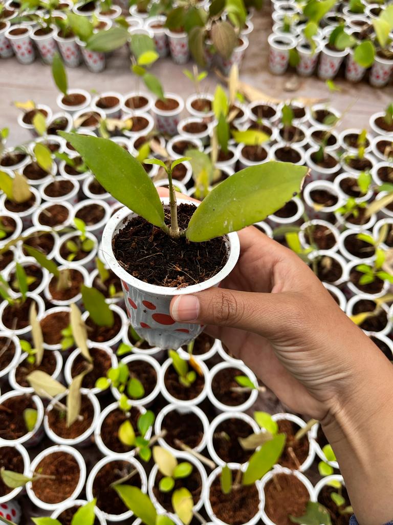 Hoya Sp Kelud 2-4 Leaves