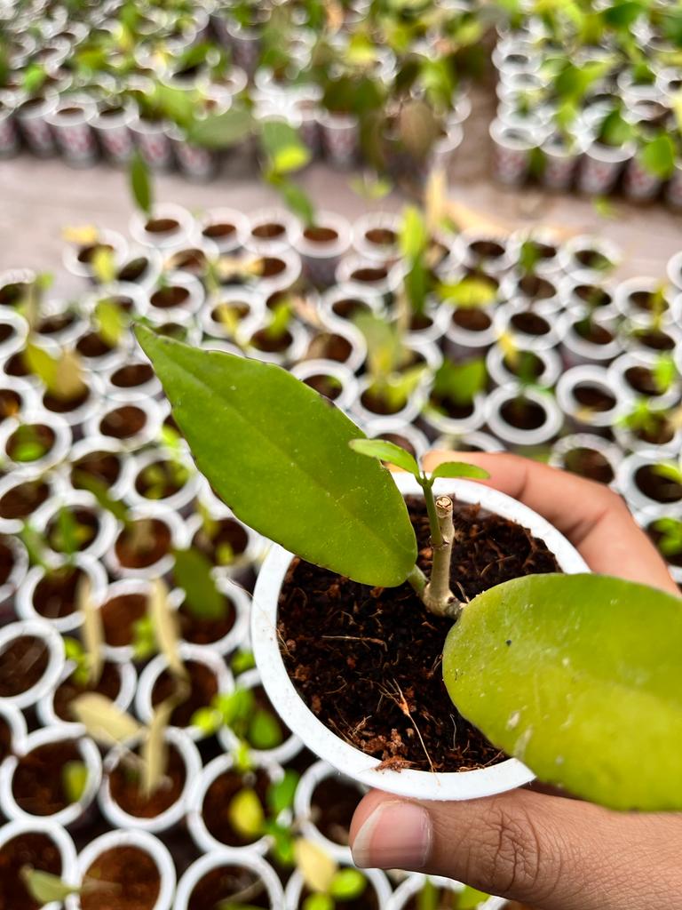 Hoya Sp Kelud 2-4 Leaves