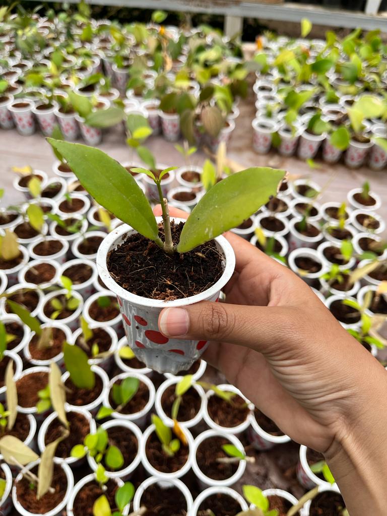 Hoya Sp Kelud 2-4 Leaves