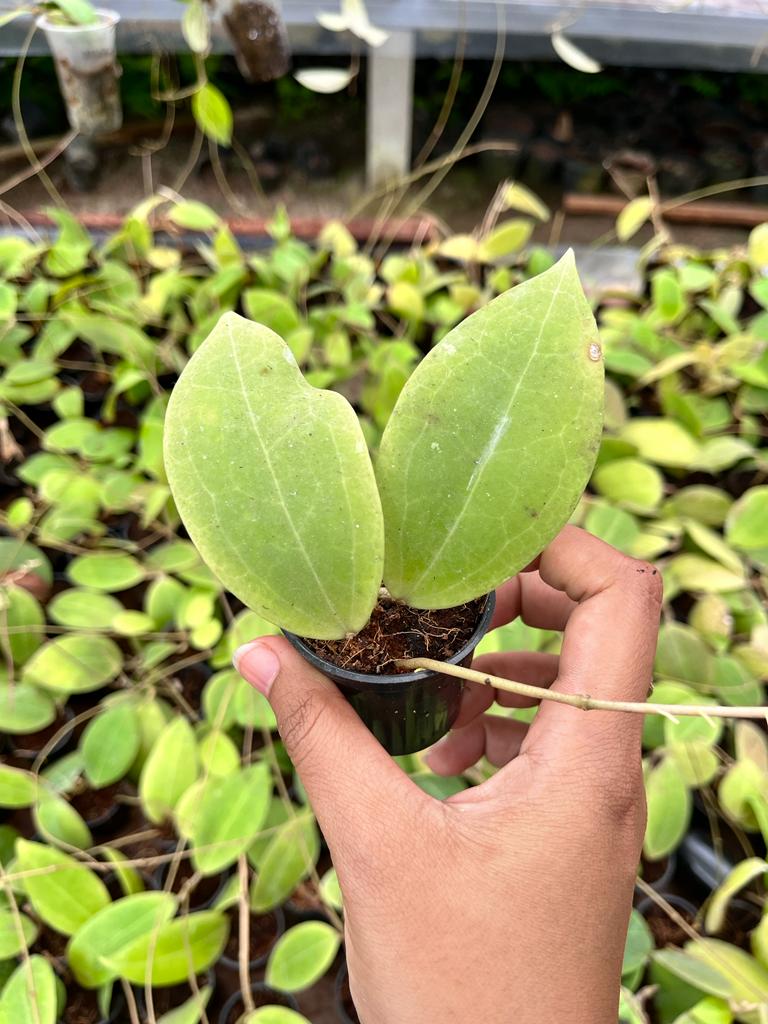 Hoya Sp Mamasa 2-4 Leaves