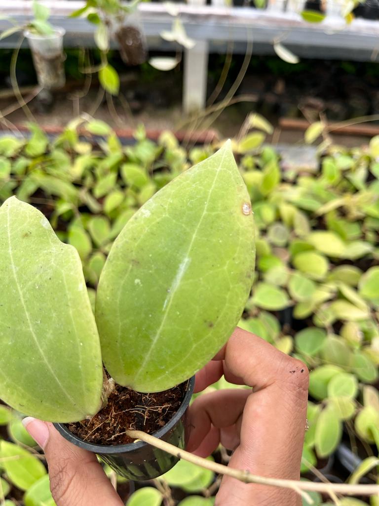 Hoya Sp Mamasa 2-4 Leaves