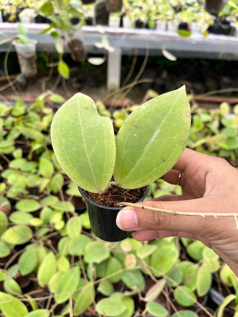 Hoya Sp Mamasa 2-4 Leaves