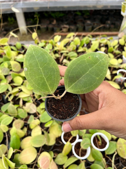 Hoya Sp Sulawesi 2-4 Leaves
