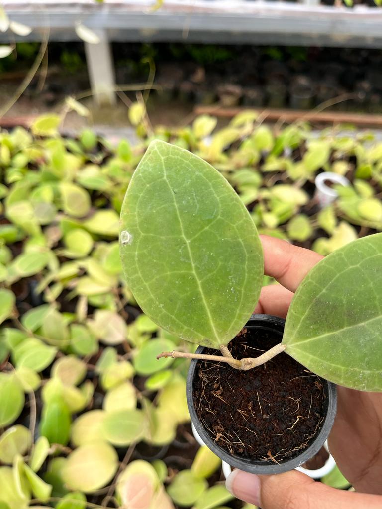 Hoya Sp Sulawesi 2-4 Leaves