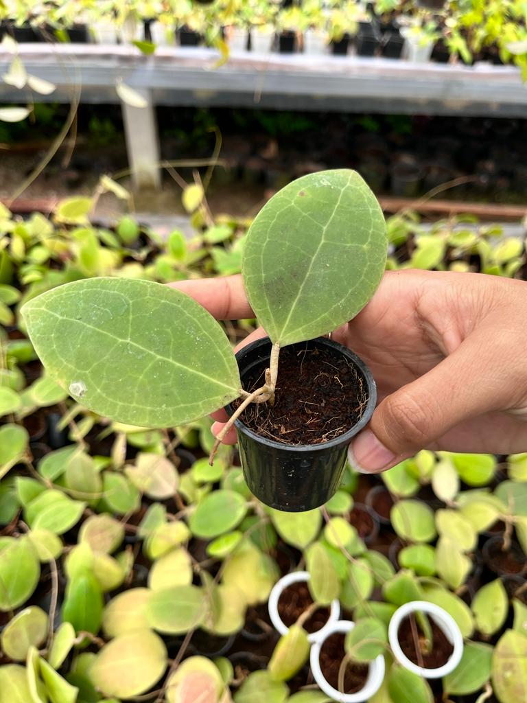 Hoya Sp Sulawesi 2-4 Leaves