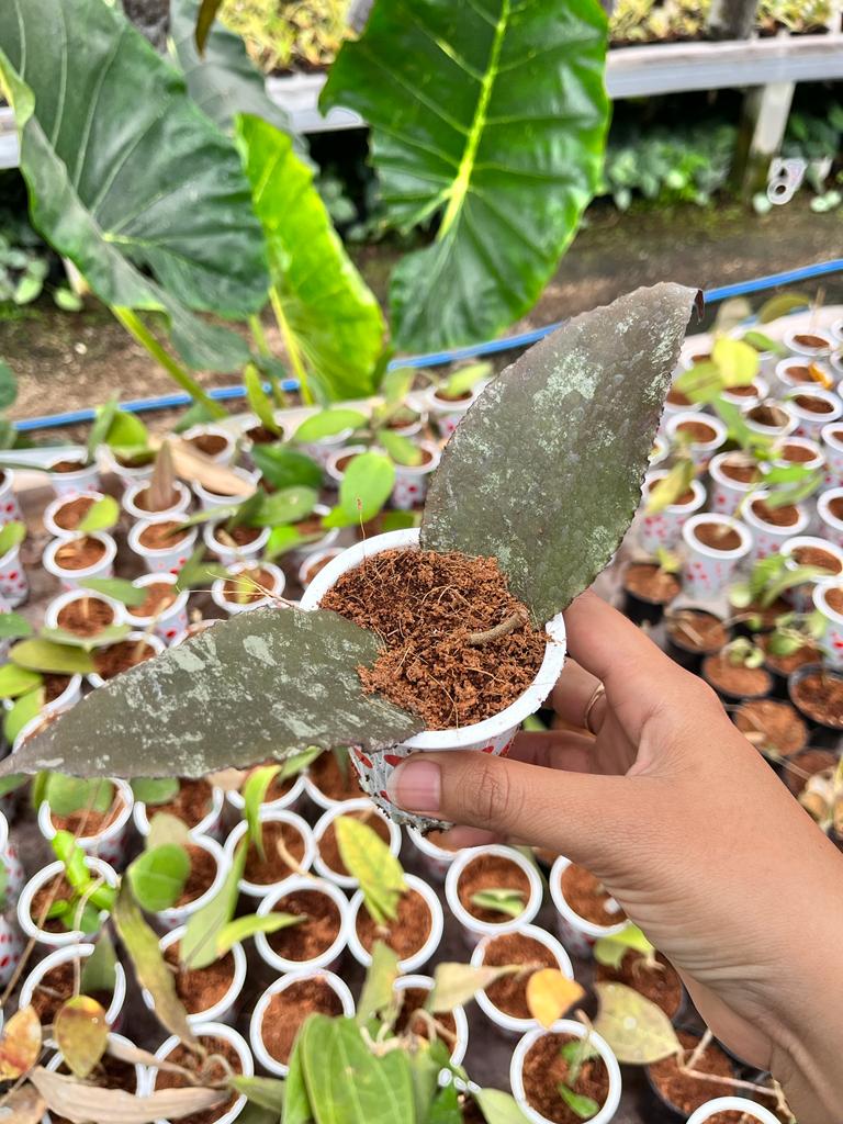 Hoya Undulata 2-4 Leaves