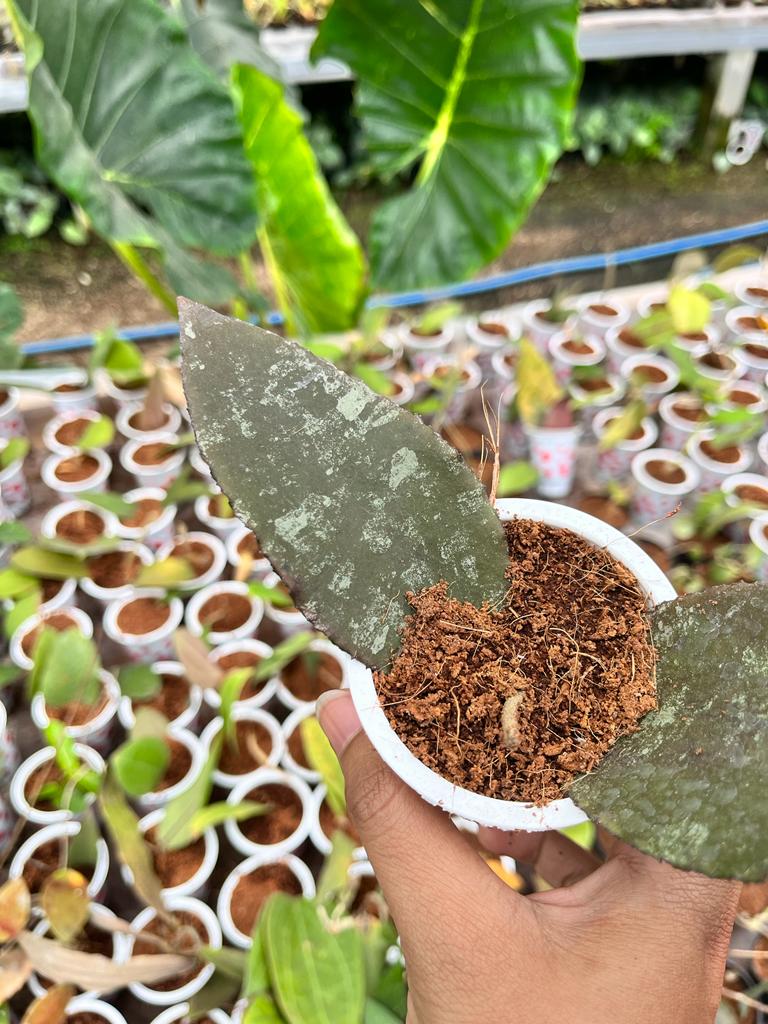 Hoya Undulata 2-4 Leaves