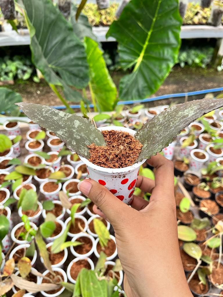 Hoya Undulata 2-4 Leaves