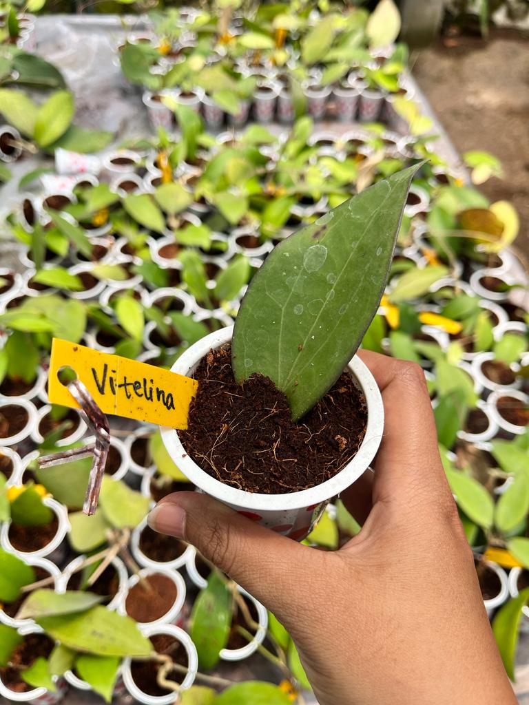 Hoya Vittelina 2-3 Leaves