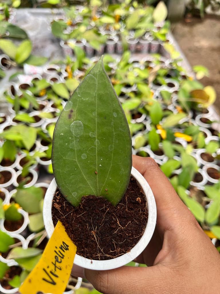 Hoya Vittelina 2-3 Leaves