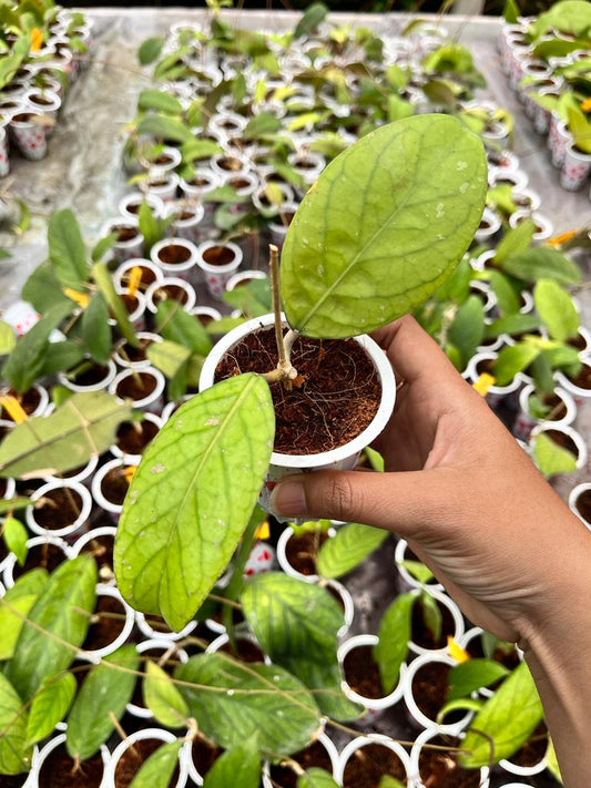 Hoya Vittelinoides 2-4 Leaves