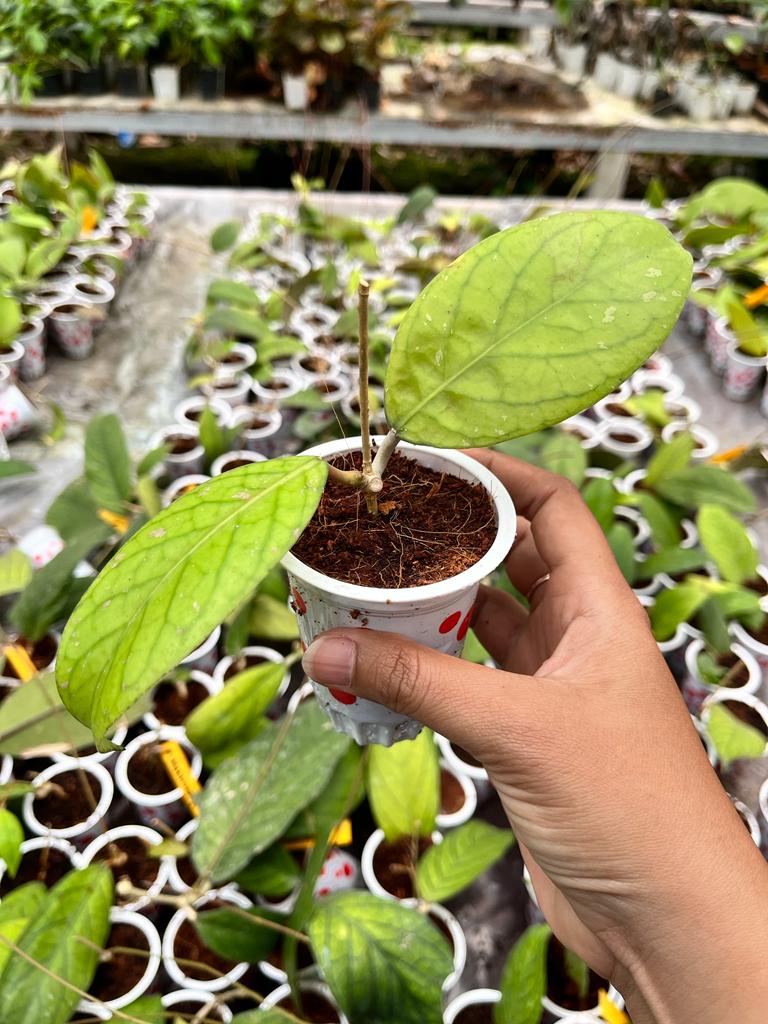 Hoya Vittelinoides 2-4 Leaves
