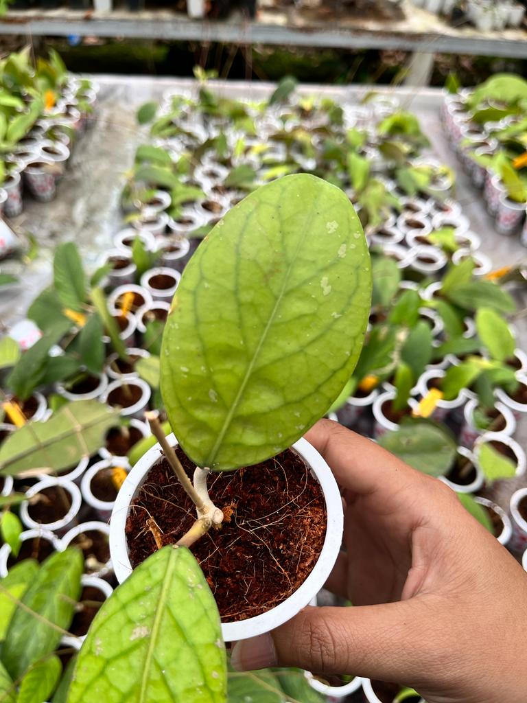 Hoya Vittelinoides 2-4 Leaves
