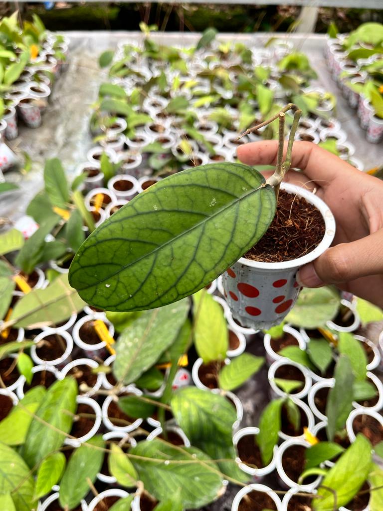 Hoya Vittelinoides 2-4 Leaves