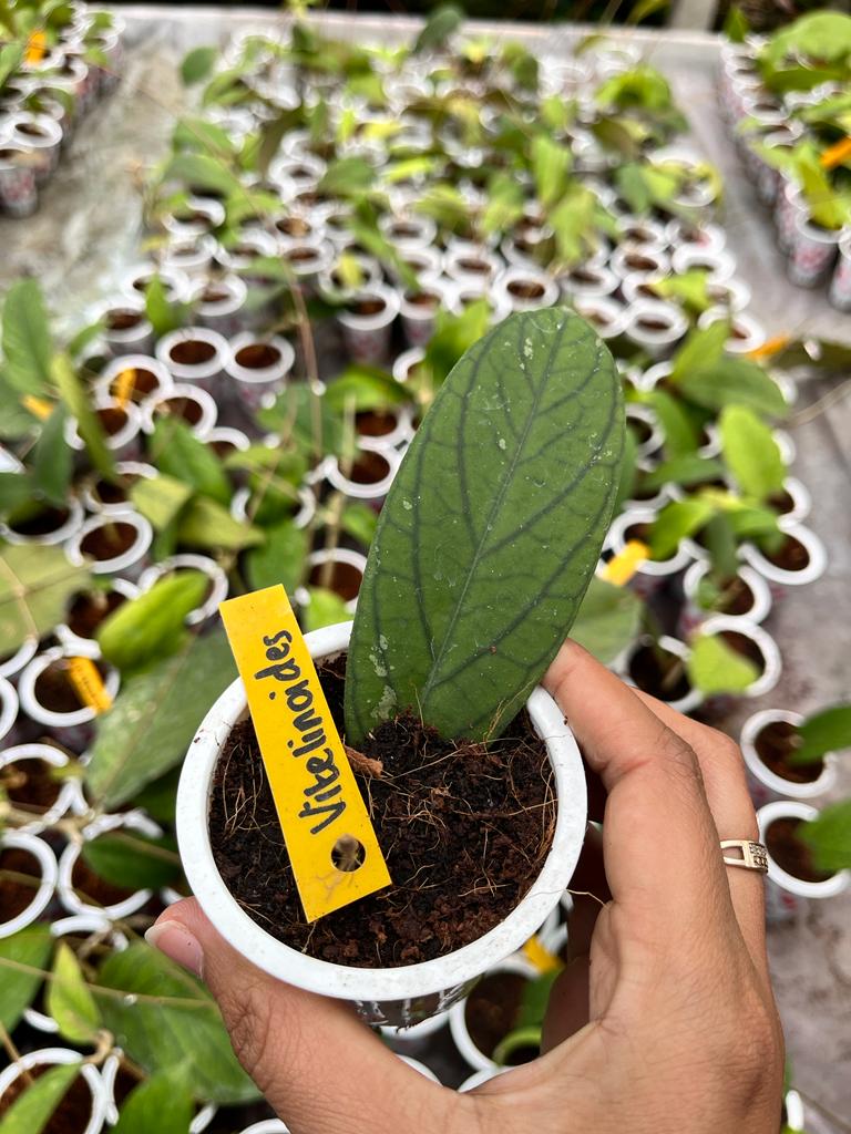 Hoya Vittelinoides 2-4 Leaves